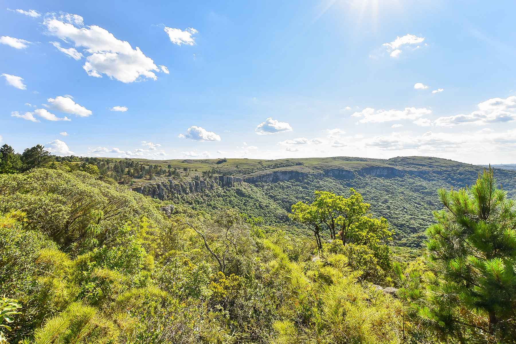 Fazenda Purunã Visite São Luiz do Purunã Fazenda Purunã Visite São Luiz do Purunã